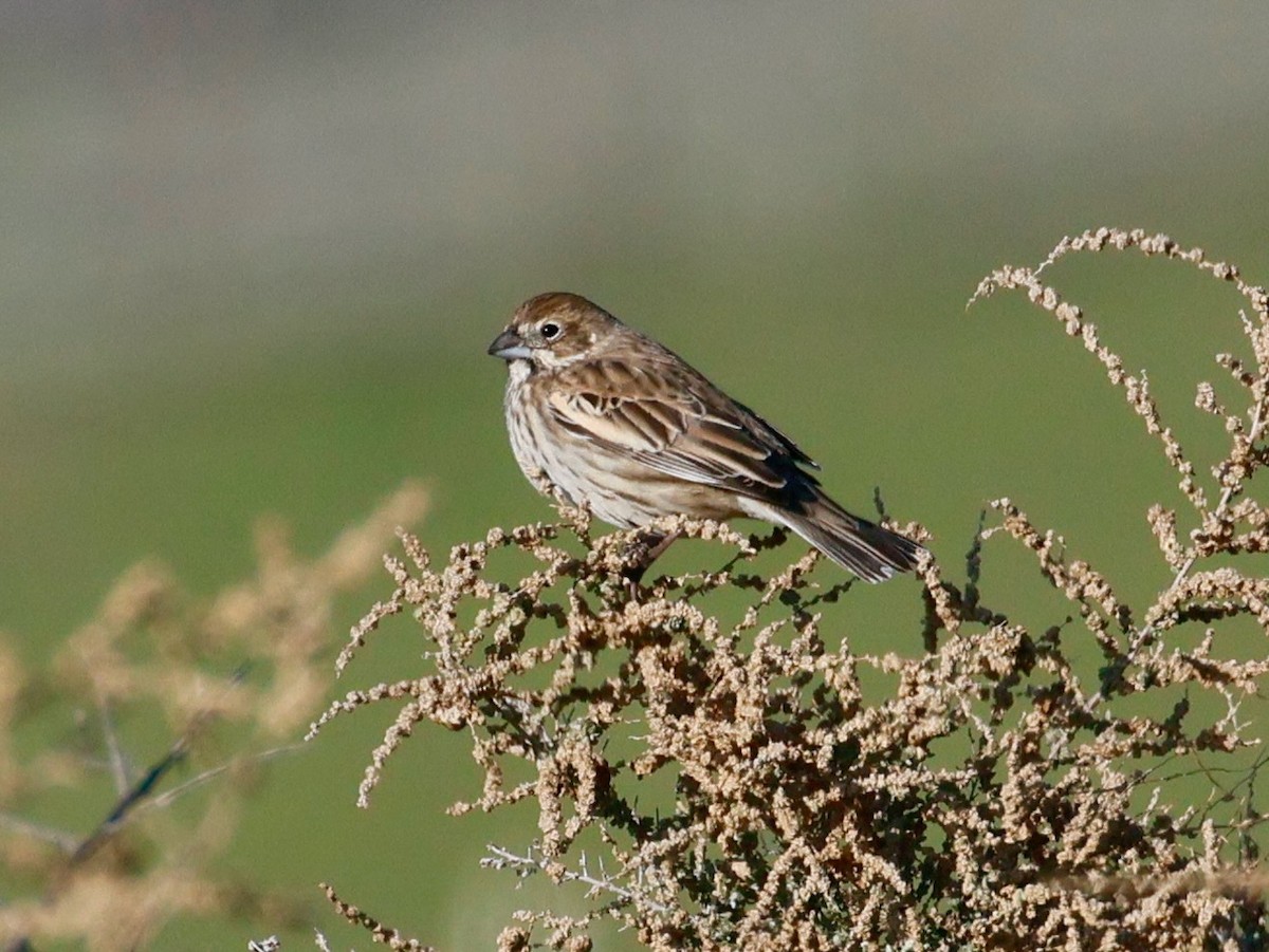 Жаворонковая овсянка - ML646017514