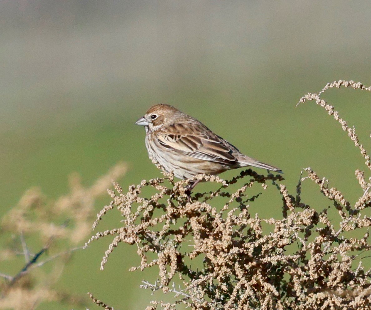 Жаворонковая овсянка - ML646017515