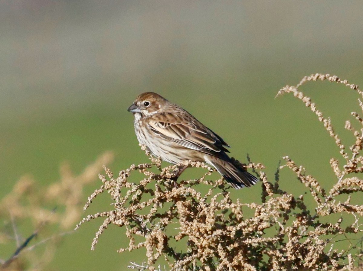 Жаворонковая овсянка - ML646017516