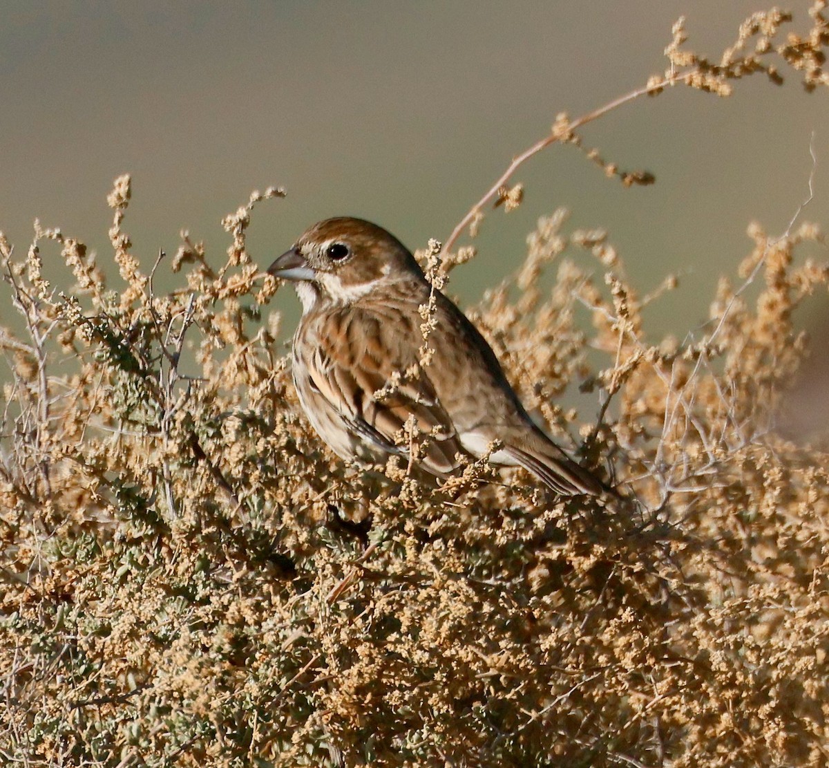 Жаворонковая овсянка - ML646017517