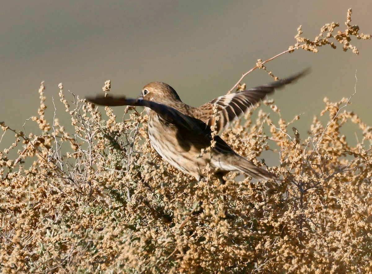 Жаворонковая овсянка - ML646017518