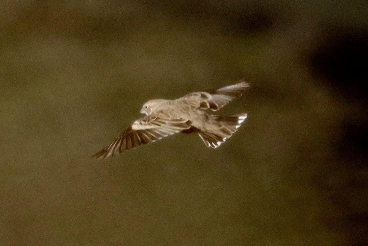 Жаворонковая овсянка - ML646017519