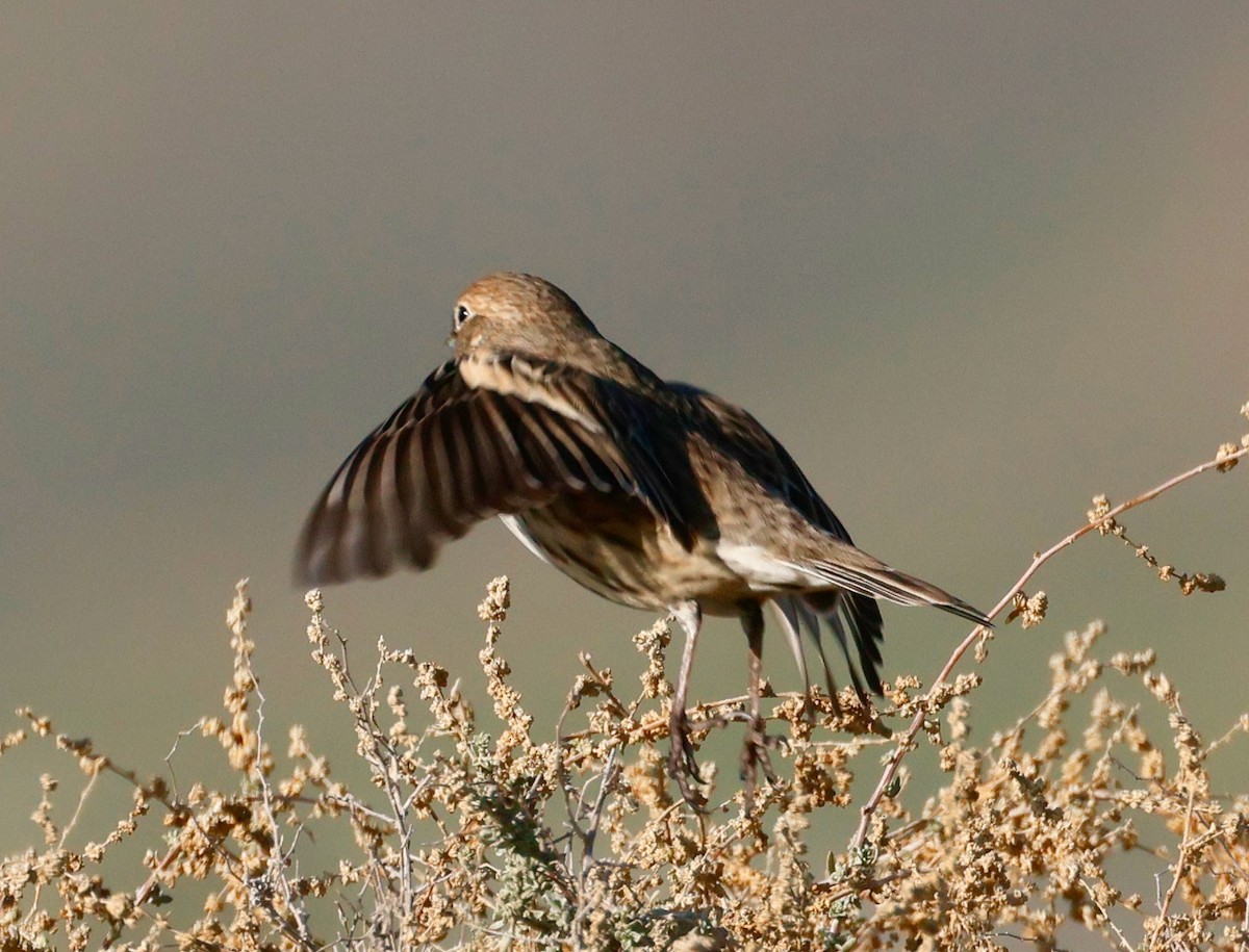 Жаворонковая овсянка - ML646017520