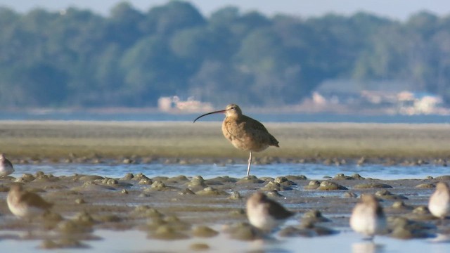 חרמשון ארוך-מקור - ML646017527