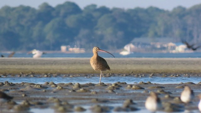 חרמשון ארוך-מקור - ML646017528