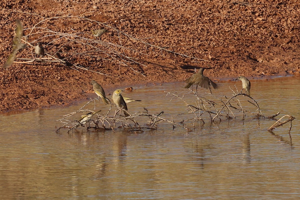 White-plumed Honeyeater - ML646017529