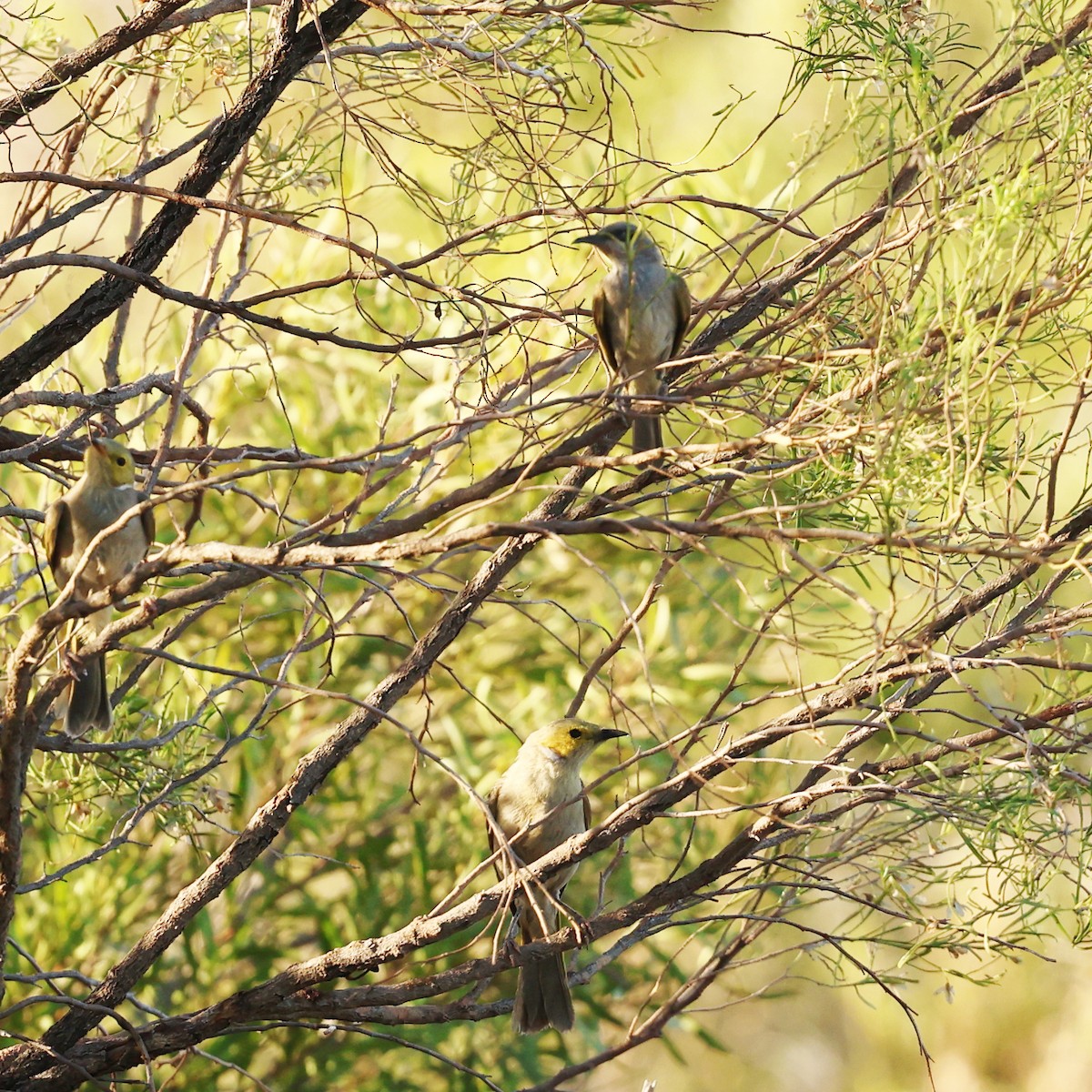 White-plumed Honeyeater - ML646017530