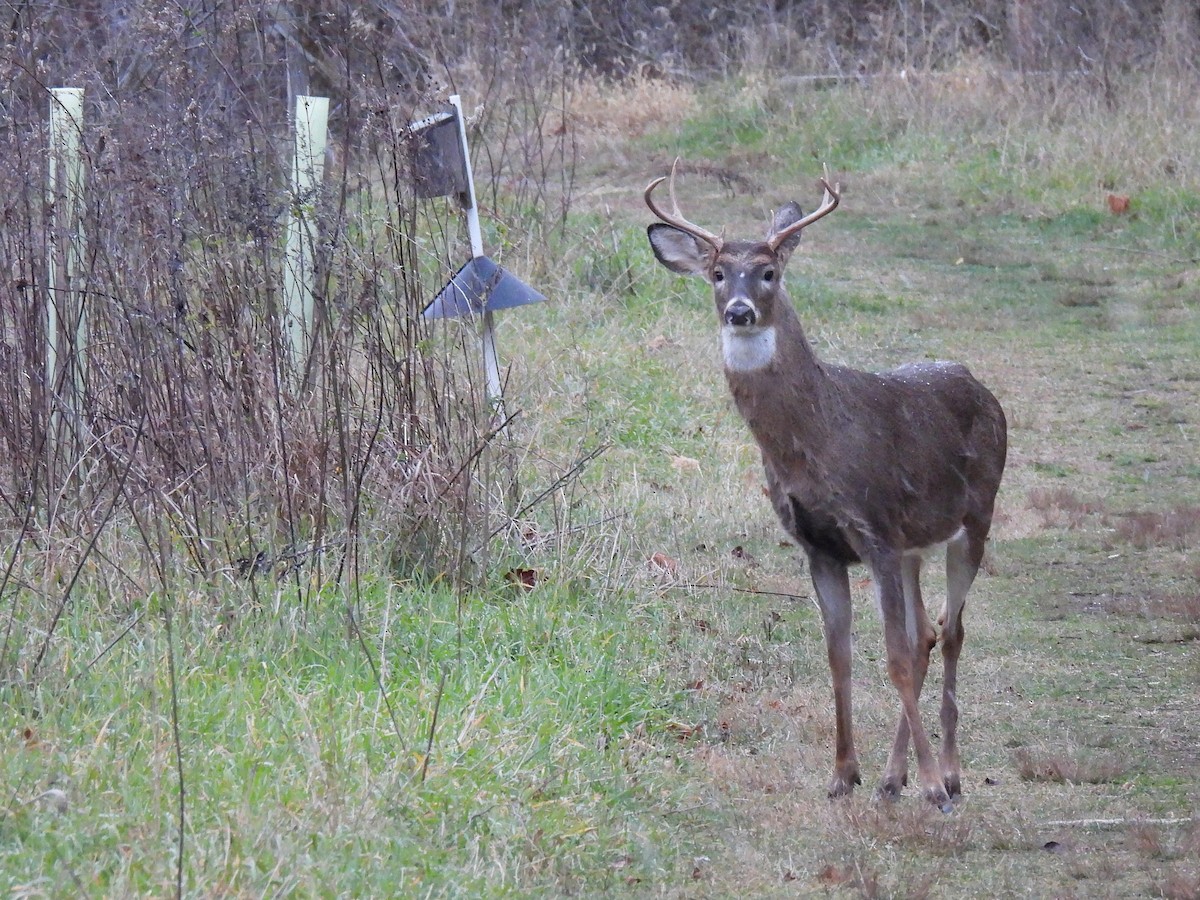 White-tailed Deer - ML646017534