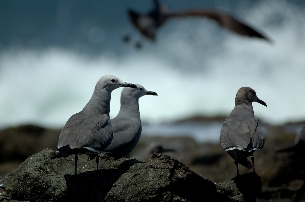Gray Gull - ML646017537