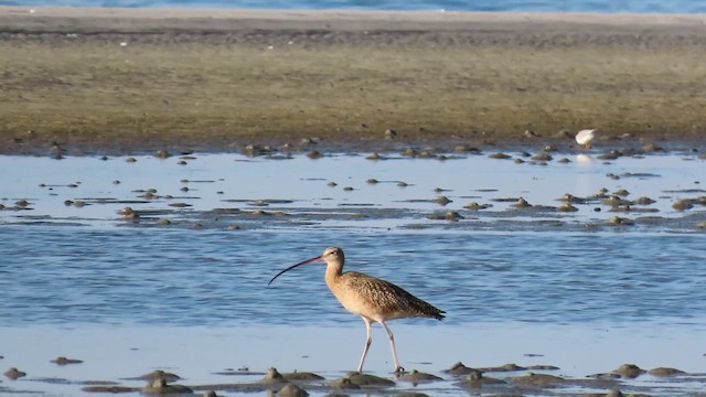 חרמשון ארוך-מקור - ML646017539