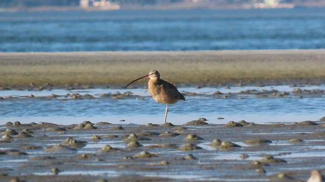חרמשון ארוך-מקור - ML646017540