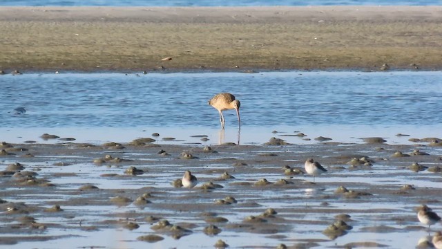 חרמשון ארוך-מקור - ML646017545