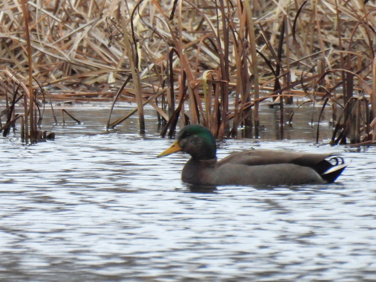 Крижень звичайний х американський - ML646017549