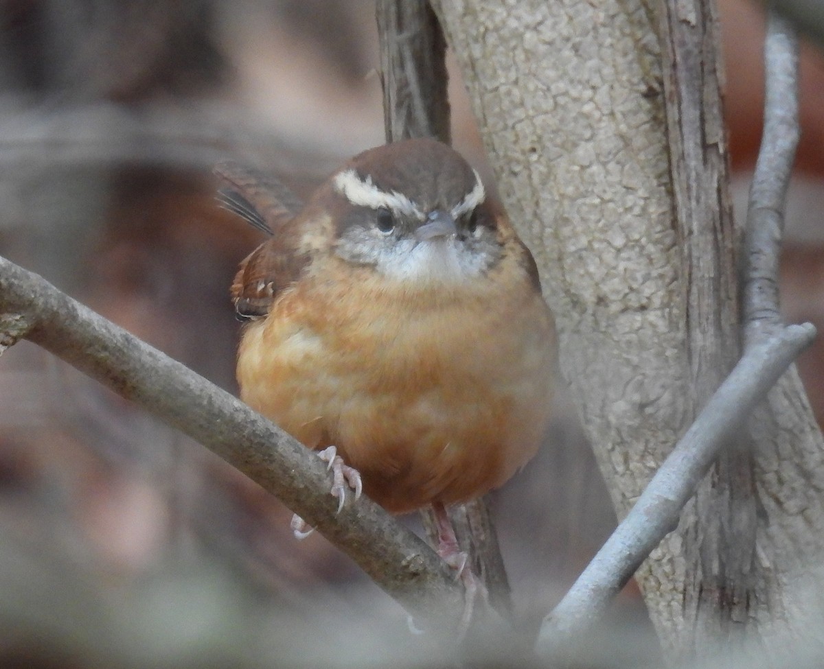 Поплітник каролінський - ML646017554