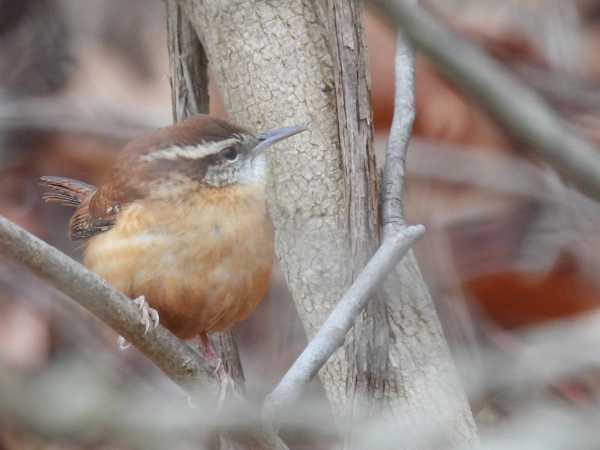 Поплітник каролінський - ML646017555
