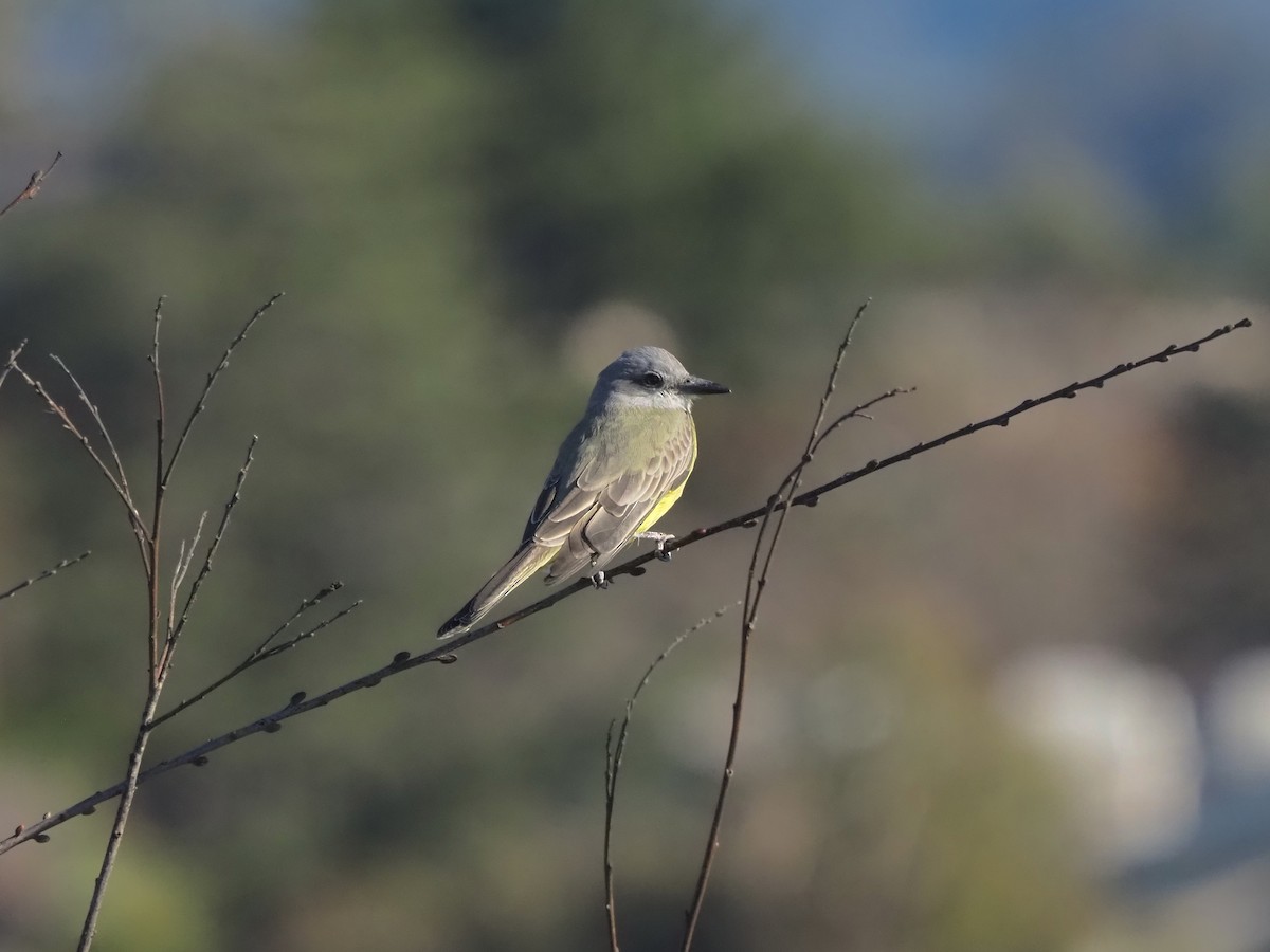 Tropical Kingbird - ML646017556