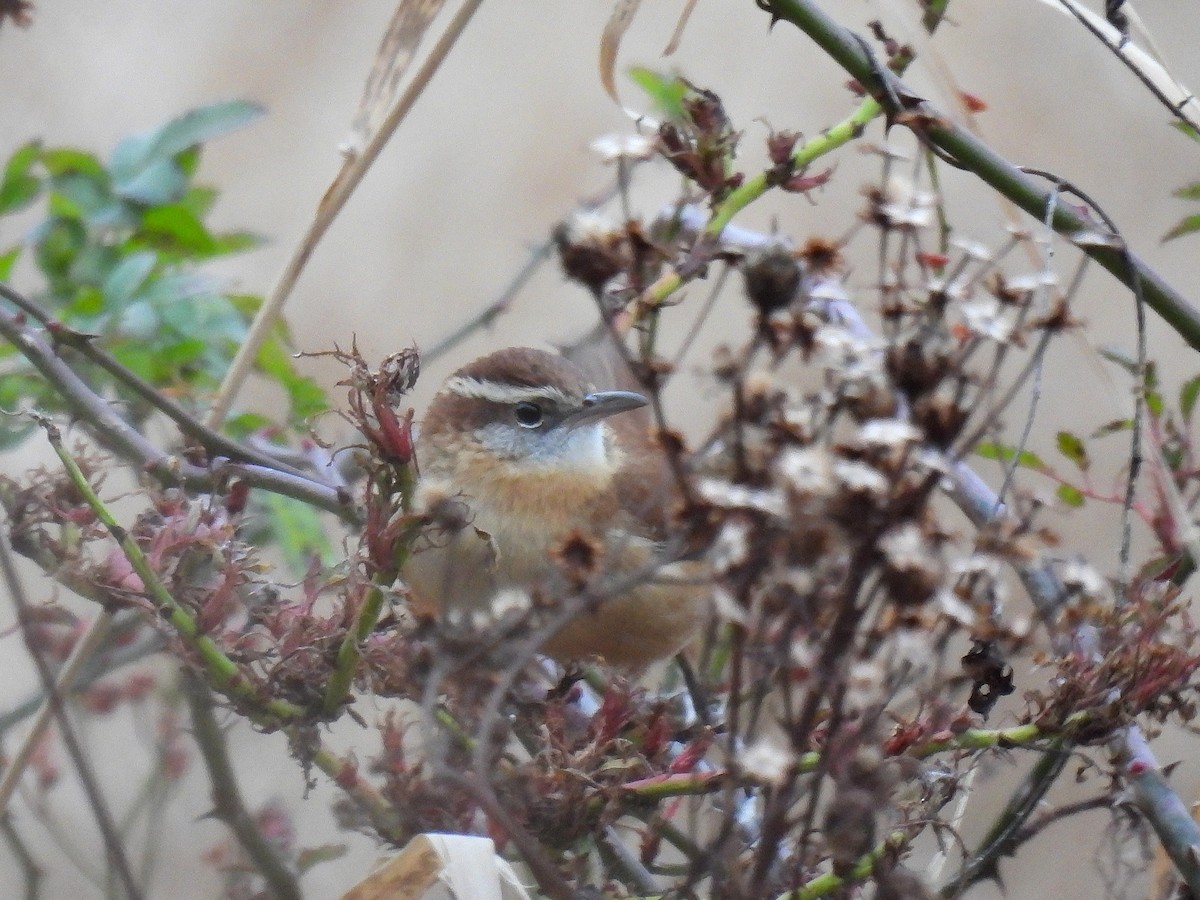 Поплітник каролінський - ML646017557