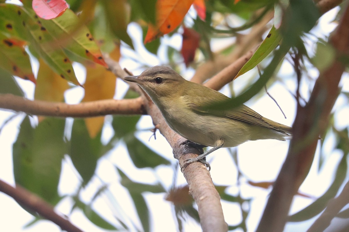 アカメモズモドキ - ML646017560