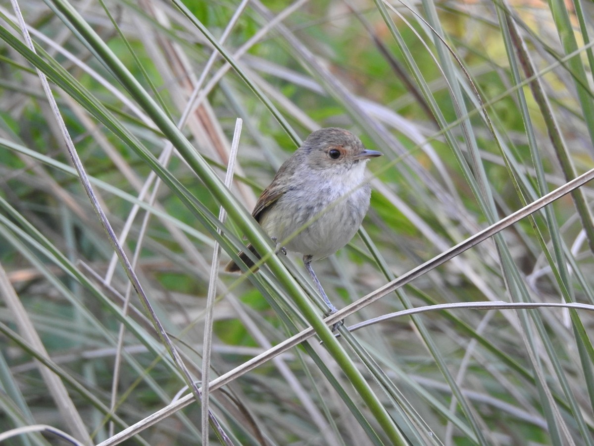Fulvous-crowned Scrub-Tyrant - ML646017563