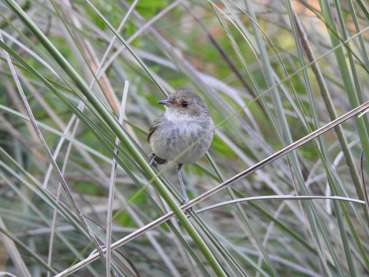 Fulvous-crowned Scrub-Tyrant - ML646017564