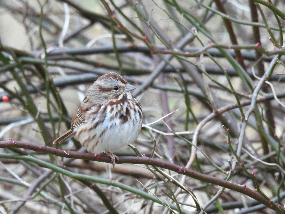 Пасовка співоча - ML646017569