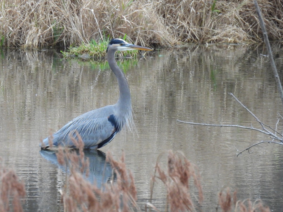 Чапля північна - ML646017579