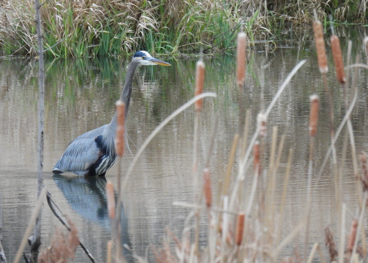 Чапля північна - ML646017580