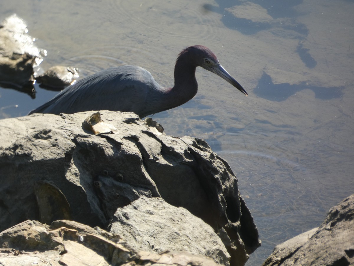 Little Blue Heron - ML646017582