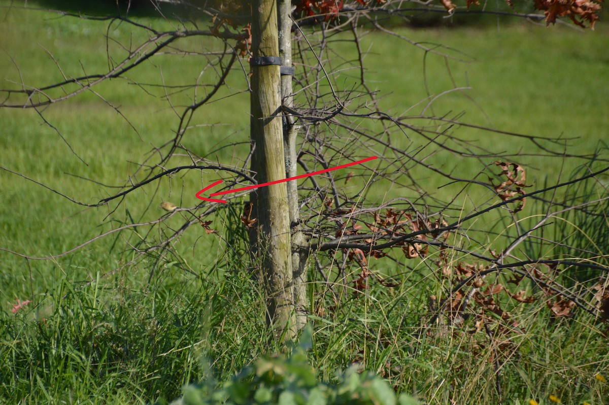 budníček menší - ML646017586