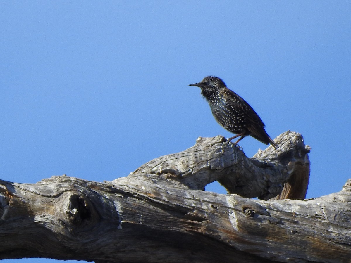 Sığırcık - ML646017587