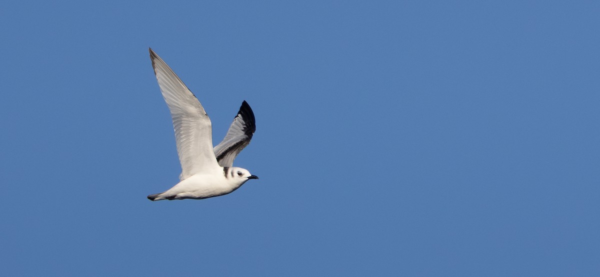 三趾鷗 - ML646017589