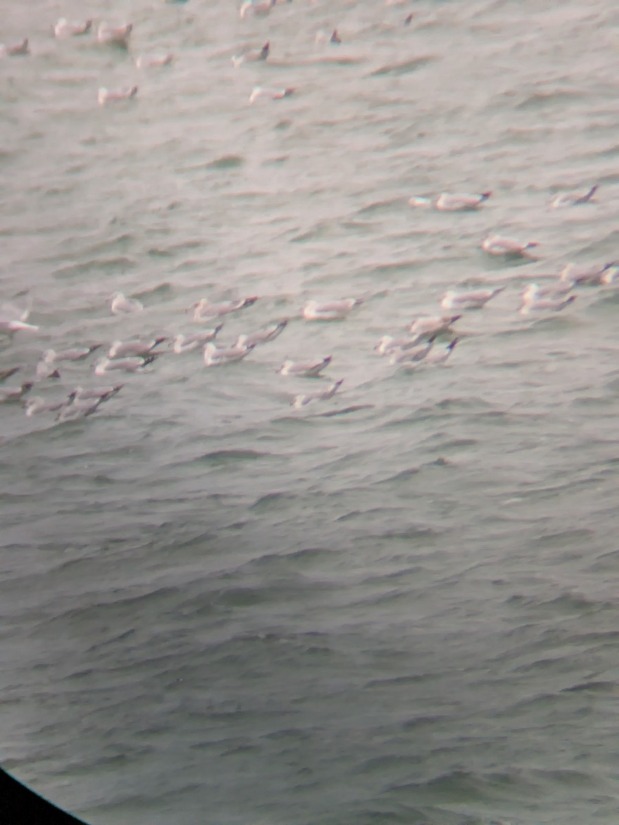 Larus sp. - ML646017590