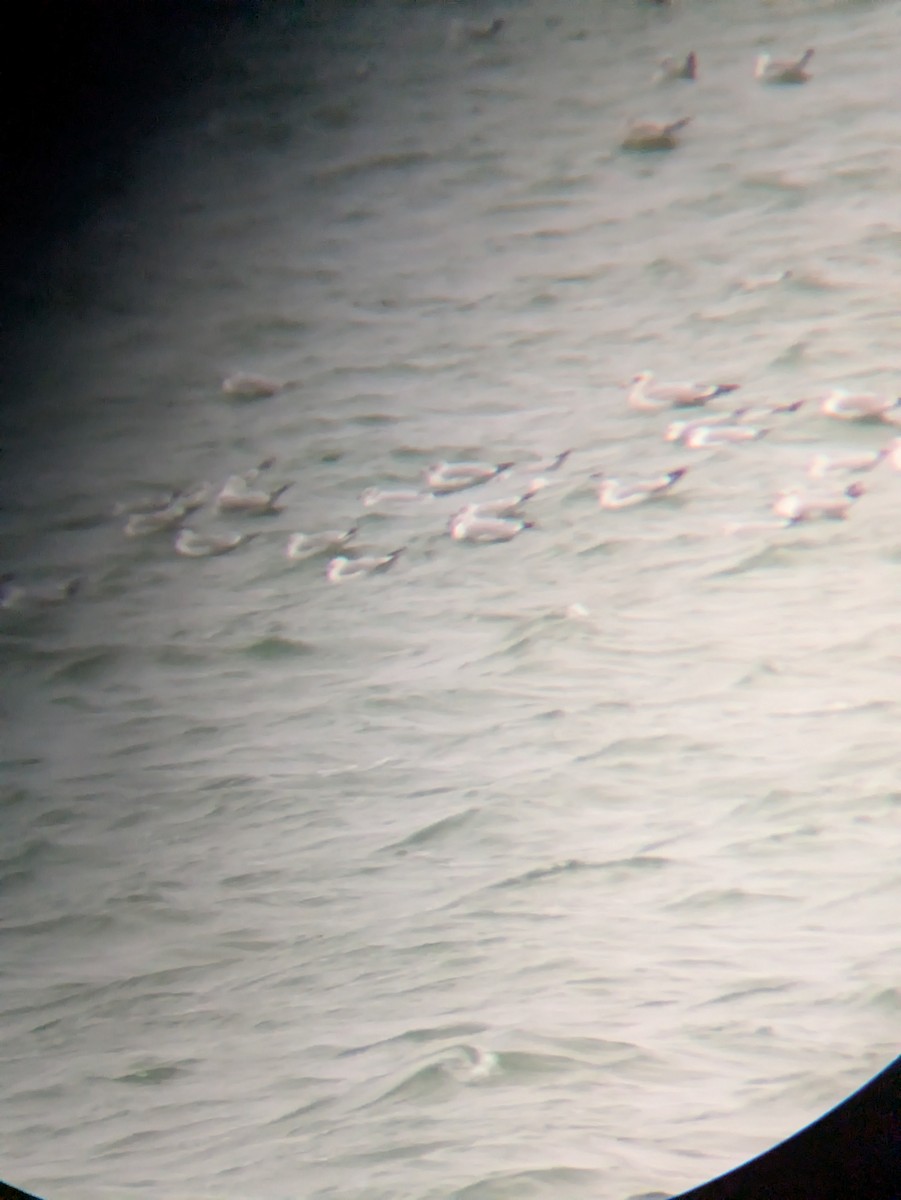 Larus sp. - ML646017591