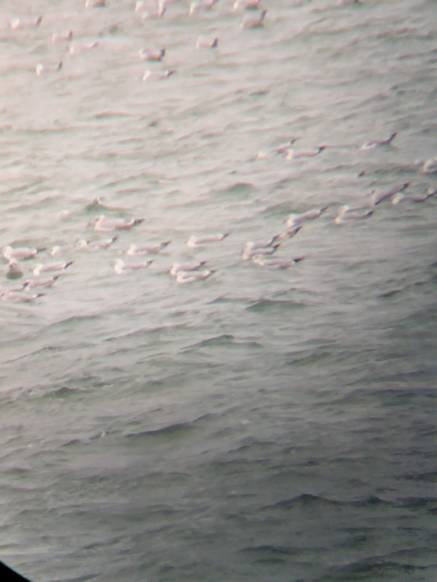 Larus sp. - ML646017592