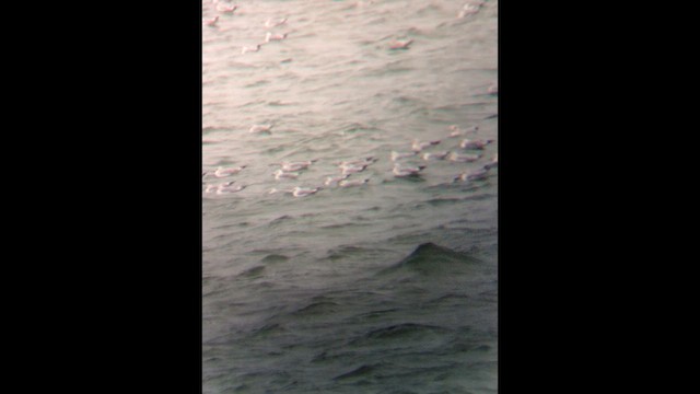 שחף בלתי-מזוהה (גדול) - ML646017593