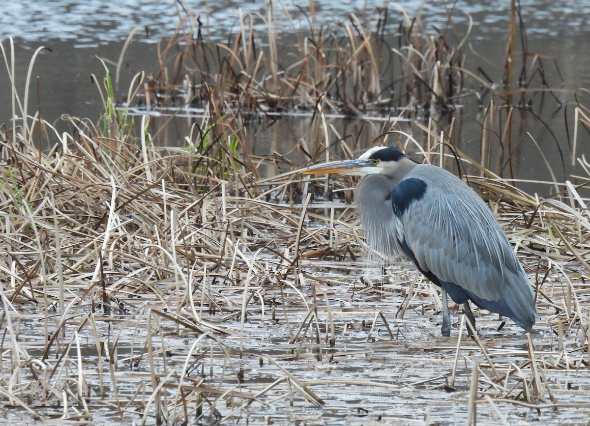 Чапля північна - ML646017595