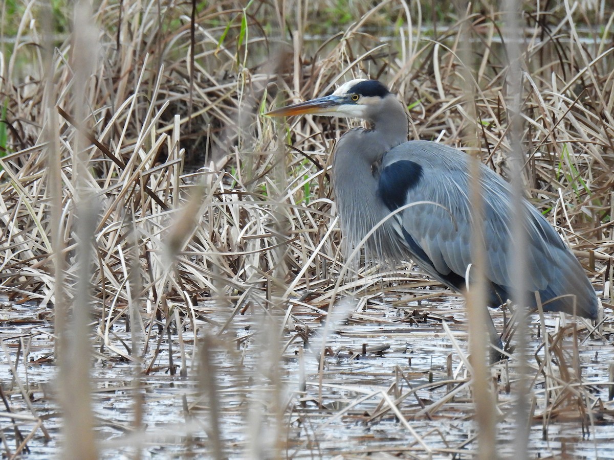 Чапля північна - ML646017596