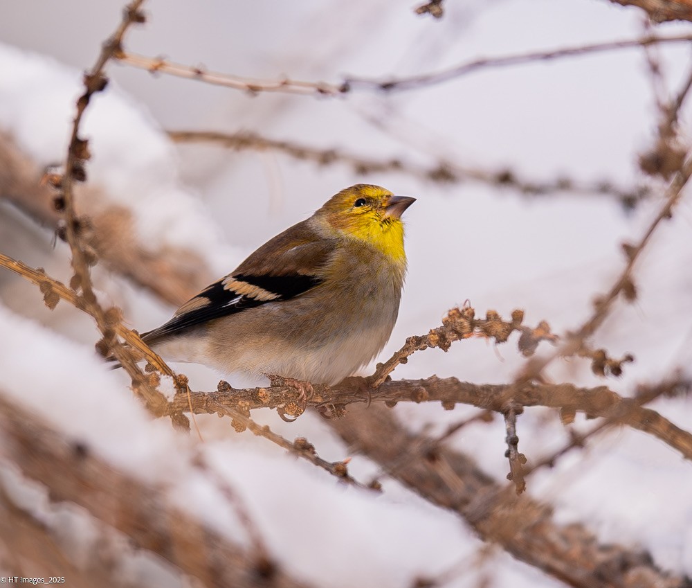 American Goldfinch - ML646017597