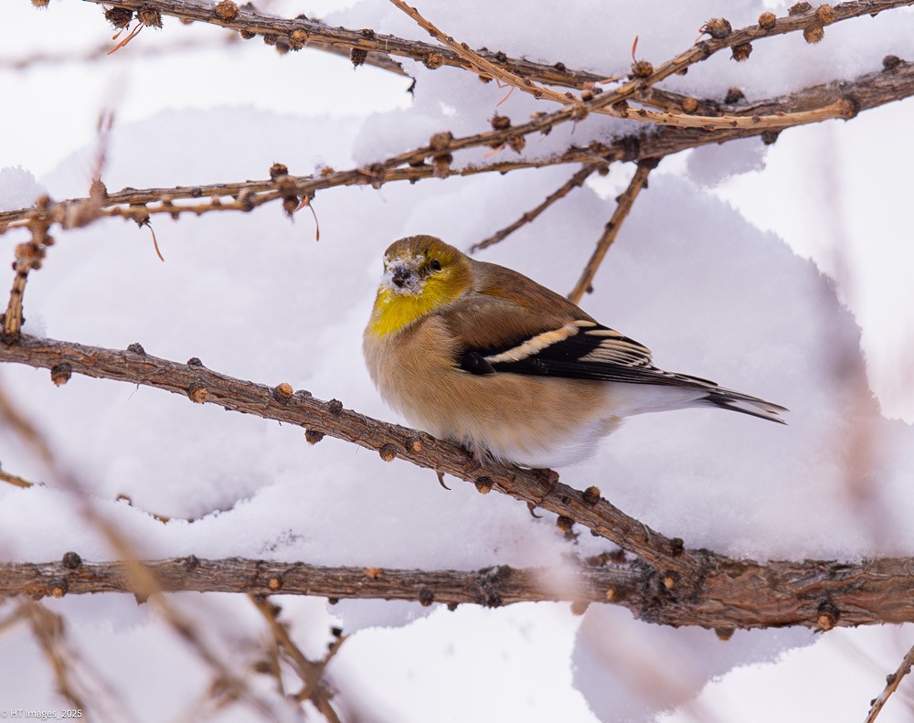 American Goldfinch - ML646017598