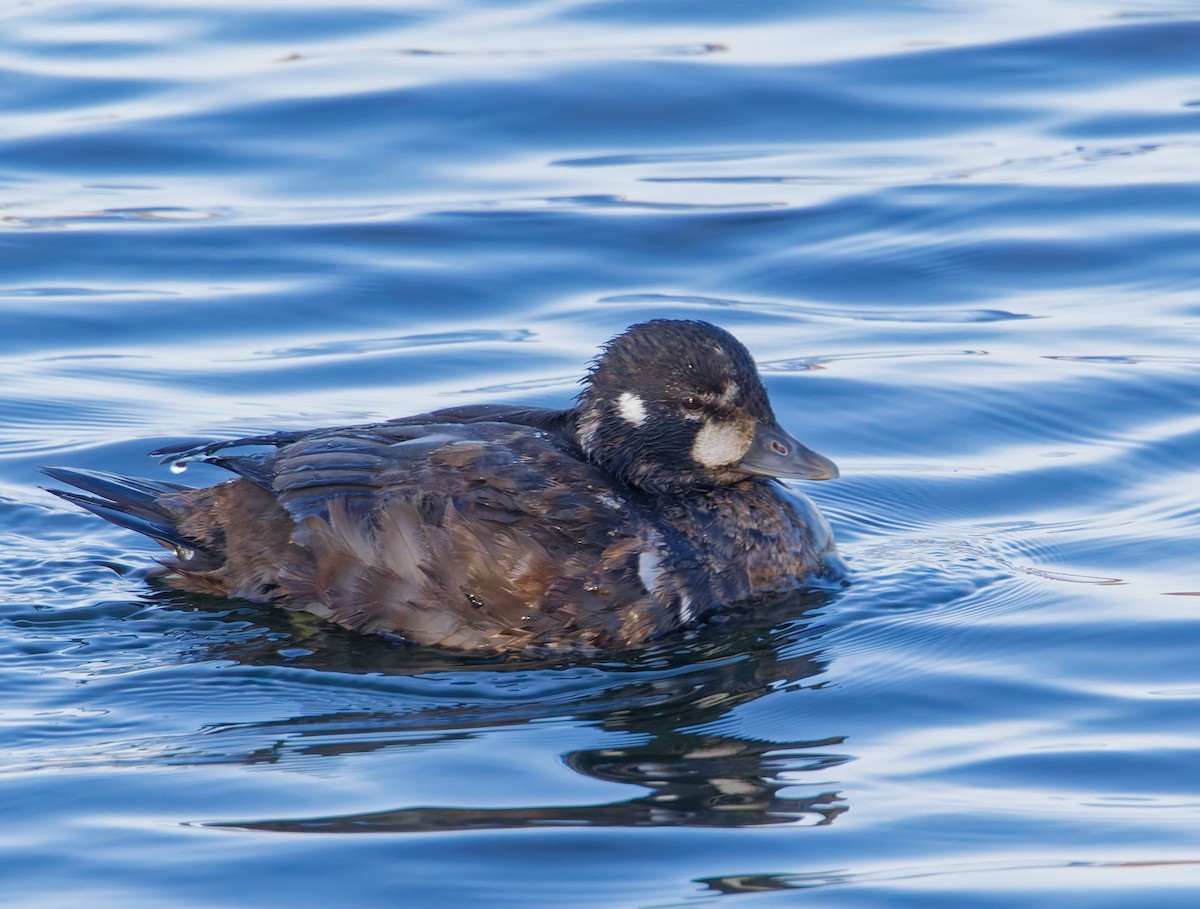 kačka strakatá - ML646017605
