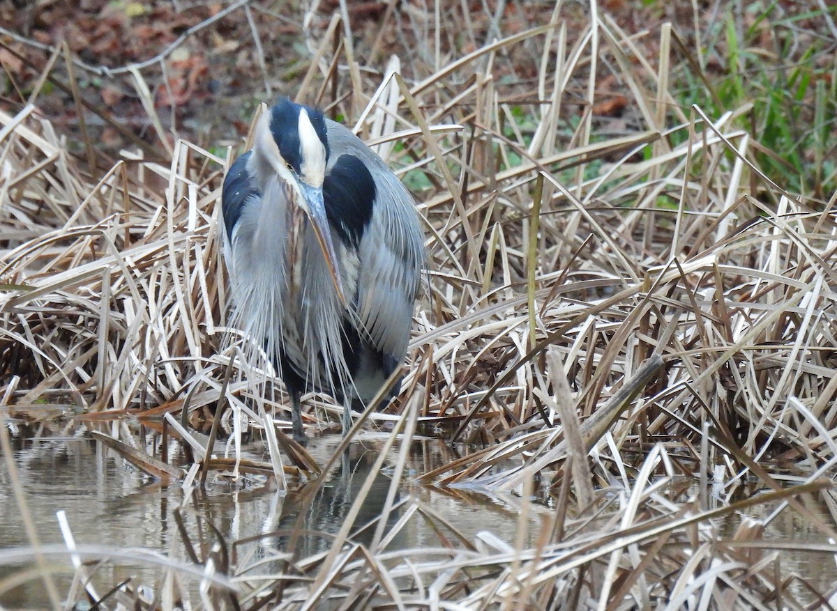 Чапля північна - ML646017620