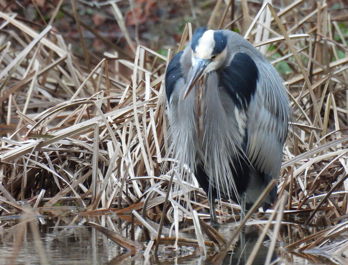 Чапля північна - ML646017621