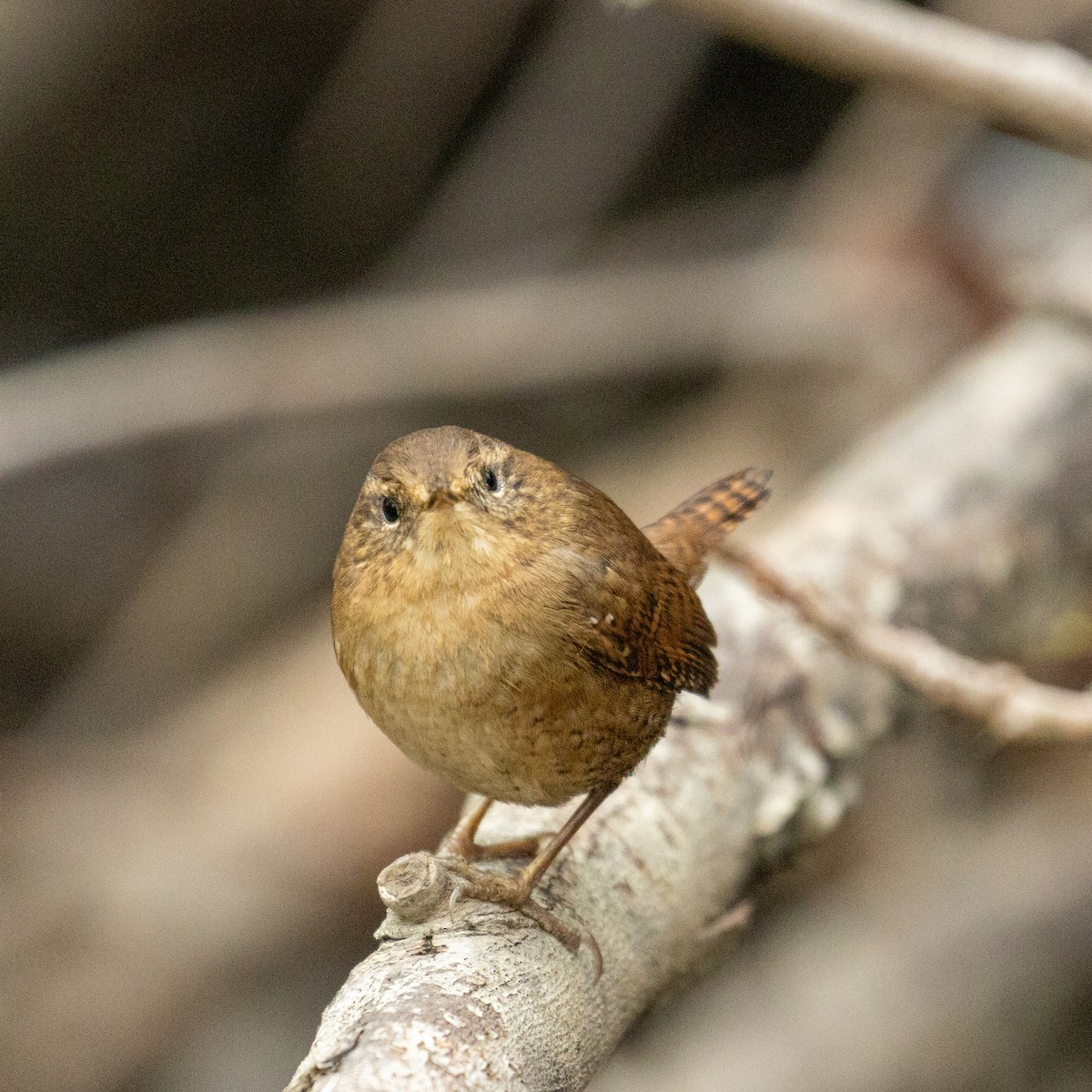 Pacific Wren - ML646017624