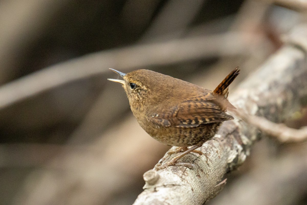 Pacific Wren - ML646017625