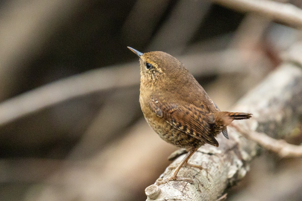 Pacific Wren - ML646017626