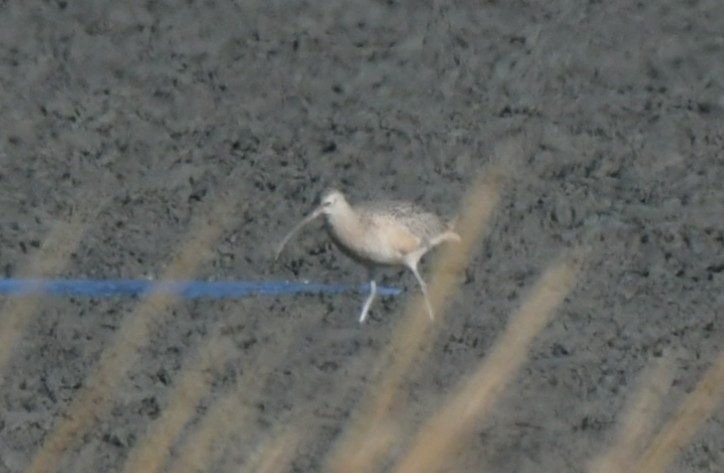Long-billed Curlew - ML646017627