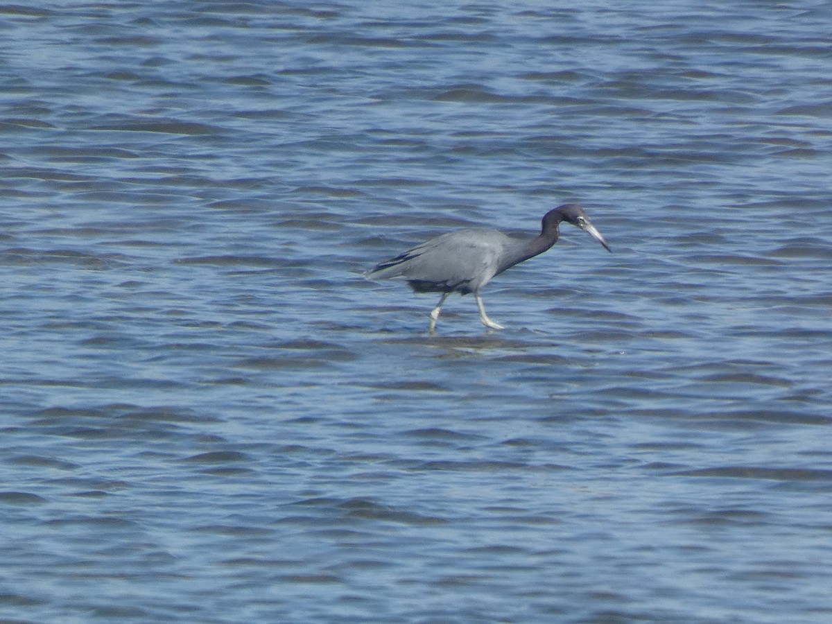 Little Blue Heron - ML646017628