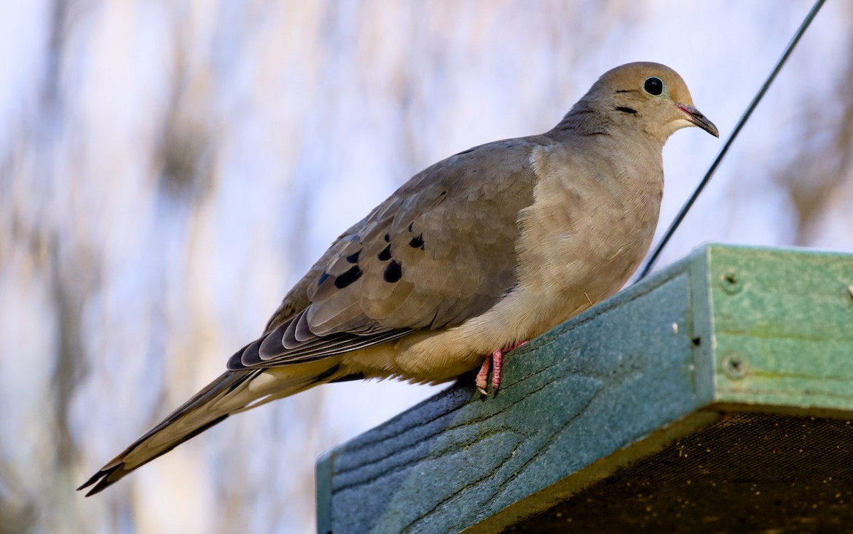 Mourning Dove - ML646017635