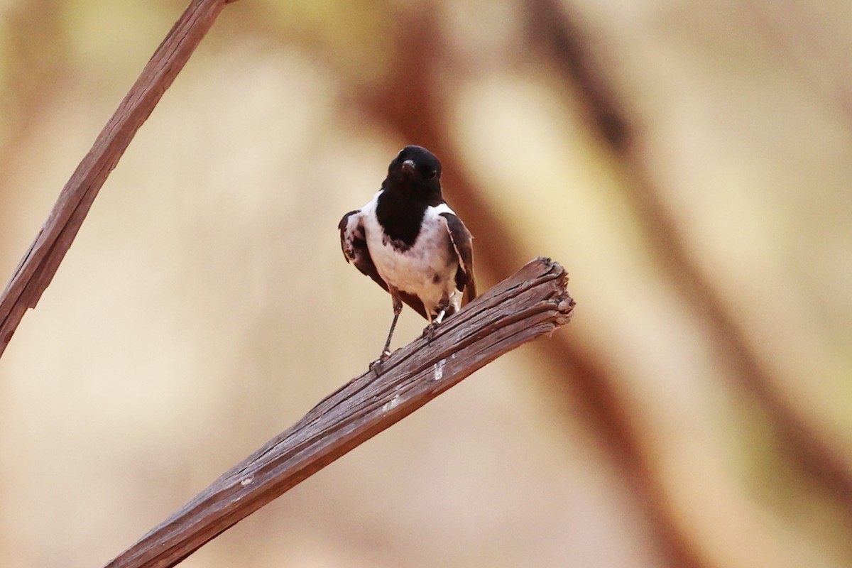 Hooded Robin - ML646017636