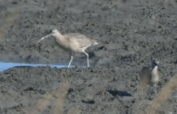 Long-billed Curlew - ML646017639